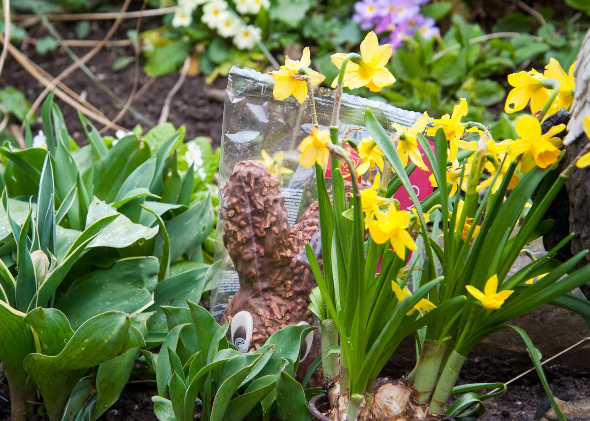 Gut versteckt war auch dieser Hase aus Schokolade. Ein Schokohase zwischen Osterglocken.